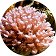 ハナヤサイサンゴ